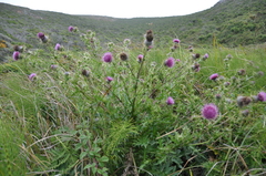 Cirsium andrewsii
