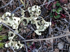 Xanthoparmelia semiviridis