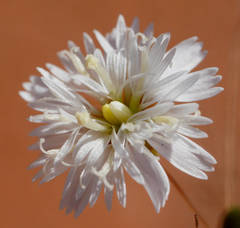 Podolepis capillaris