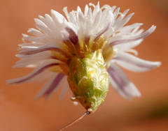 Podolepis capillaris