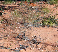 Podolepis capillaris