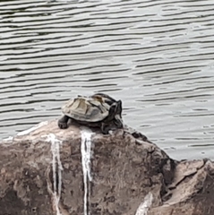 Trachemys scripta elegans