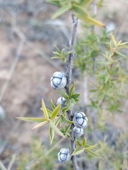 Leptospermum arachnoides