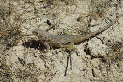 Sceloporus zosteromus