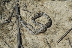 Trimorphodon lyrophanes