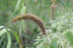 Setaria viridis major