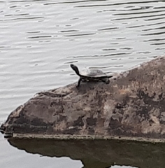 Trachemys scripta elegans