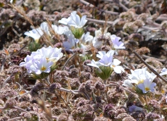 Leptosiphon grandiflorus
