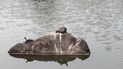 Trachemys scripta elegans