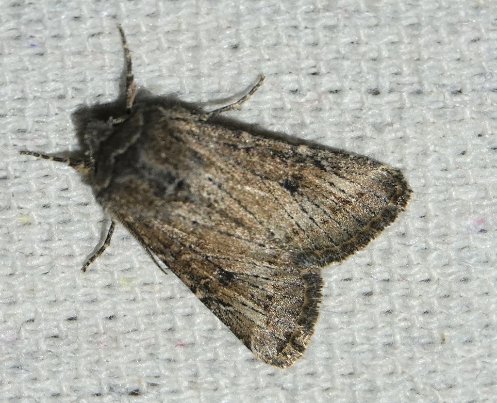 Trichopolia eureka