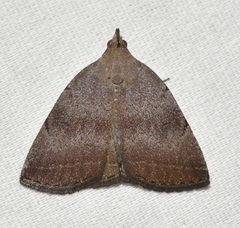 Zanclognatha martha
