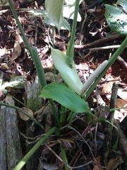 Anthurium sanctifidense