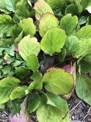 Bergenia