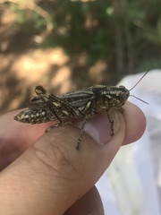 Melanoplus macclungi