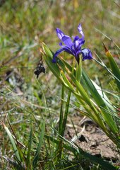 Iris douglasiana