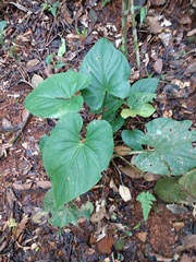 Anthurium sanctifidense