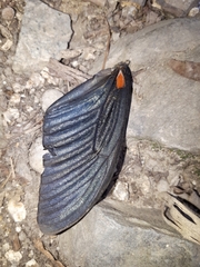 Papilio memnon thunbergii