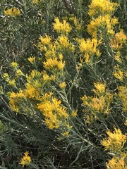 Ericameria cuneata