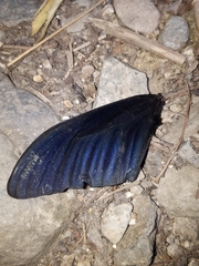 Papilio memnon thunbergii