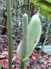 Anthurium sanctifidense