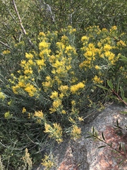 Ericameria cuneata
