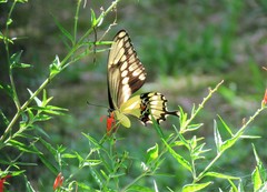 Heraclides cresphontes
