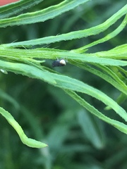 Scaphytopius loricatus