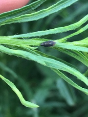 Scaphytopius loricatus