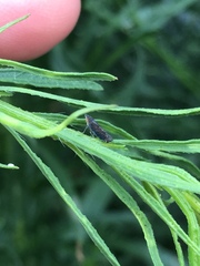 Scaphytopius loricatus