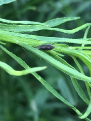 Scaphytopius loricatus