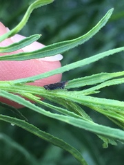 Scaphytopius loricatus