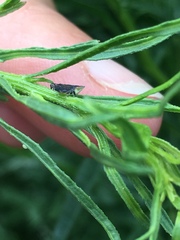 Scaphytopius loricatus