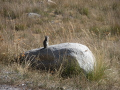 Urocitellus beldingi
