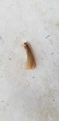 Tenuirostritermes