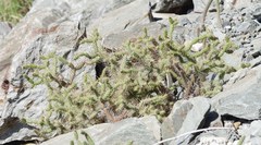 Opuntia taylorii