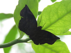 Achlyodes busirus