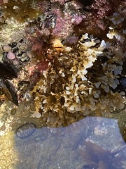 Dictyopteris undulata