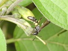 Eickwortia