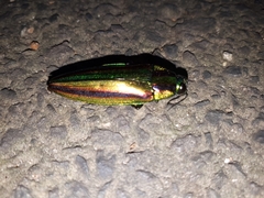Chrysochroa fulgidissima