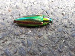 Chrysochroa fulgidissima