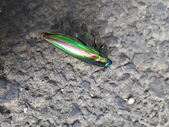 Chrysochroa fulgidissima