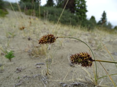 Carex sabulosa