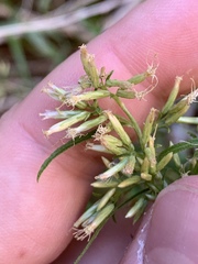 Brickellia longifolia