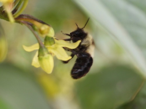Photo of Wilmatte's Bumble Bee