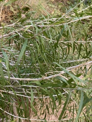 Brickellia longifolia
