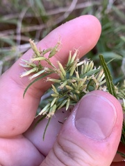 Brickellia longifolia