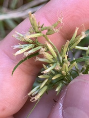 Brickellia longifolia