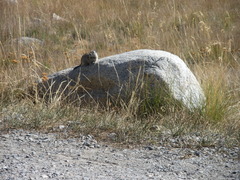 Urocitellus beldingi
