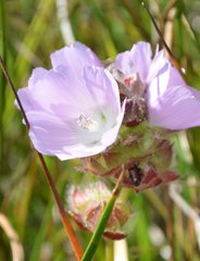 Sidalcea calycosa rhizomata