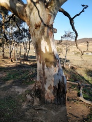 Eucalyptus rubida rubida